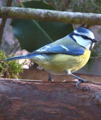 Blue Tit