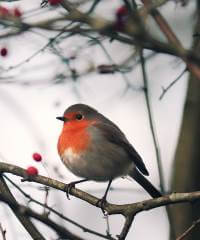 Robin